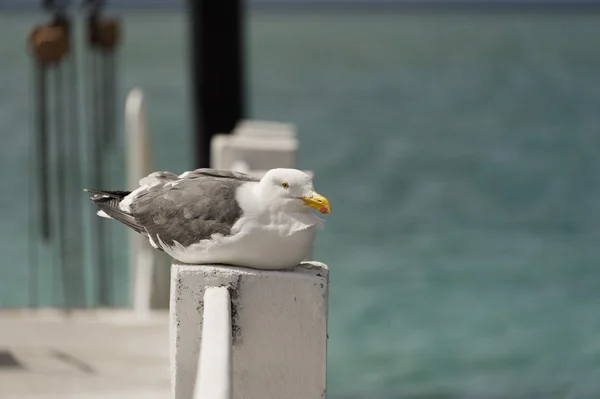 Seagull op houten pier — Stockfoto