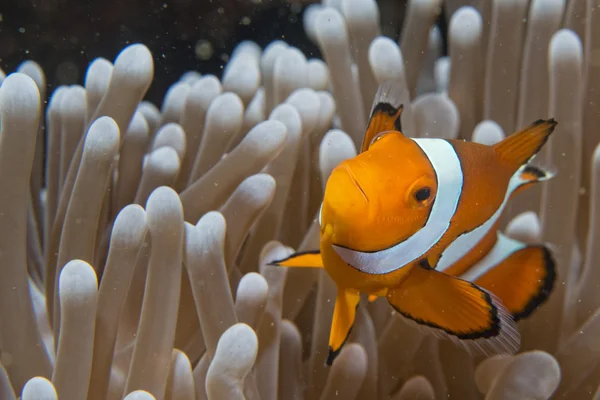 Pesce pagliaccio mentre ti guarda da anemone — Foto Stock