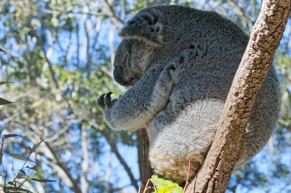 Koala relaksujący na drzewie — Zdjęcie stockowe