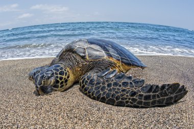 Yeşil Kaplumbağa Hawaii kıyıya yakın Yüzme