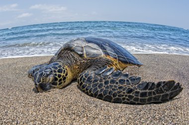 Green Turtle swimming near the shore in Hawaii clipart