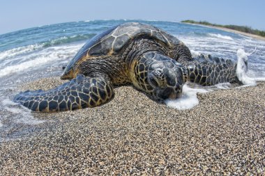 Green Turtle swimming near the shore in Hawaii clipart