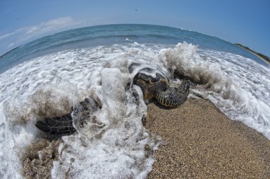 Green Turtle swimming near the shore in Hawaii clipart