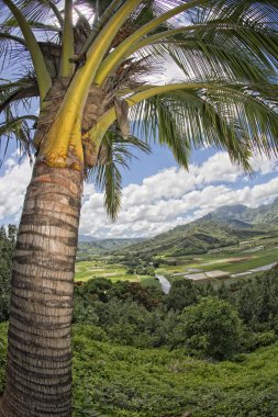 Hawaii kauai alanları havadan görünümü