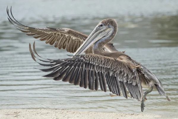 Pelican porträtt — ストック写真