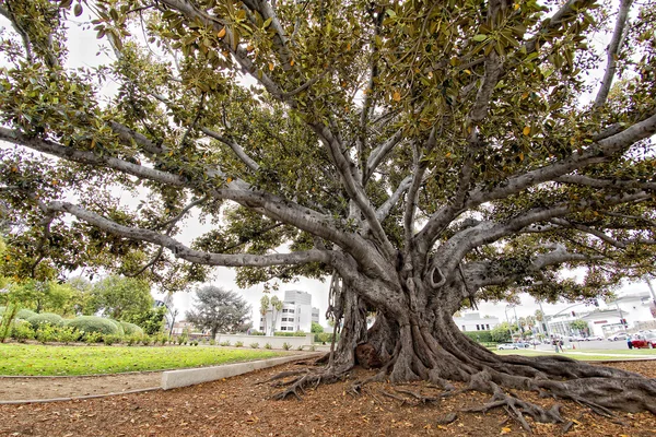 Óriás fa közelében Beverly Hills — Stock Fotó