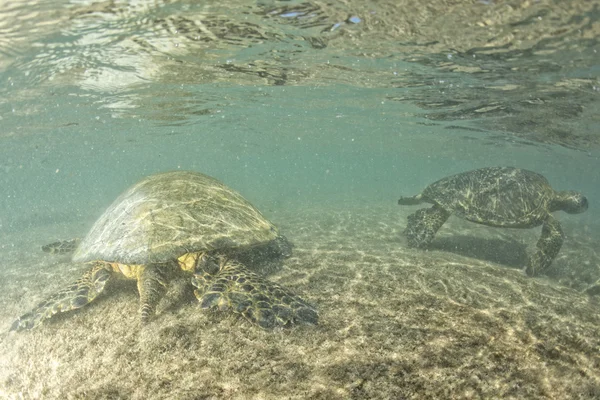 Зеленая черепаха под водой близко к берегу — стоковое фото