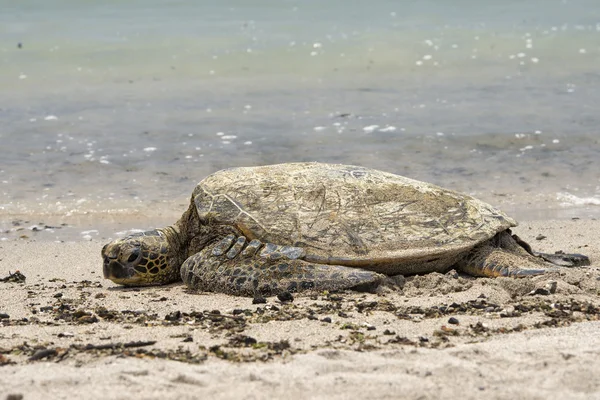 Grön havssköldpadda simma nära stranden i hawaii — Stockfoto