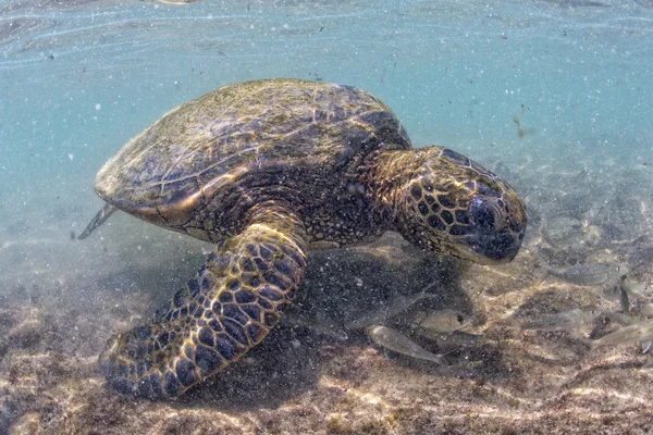 Зеленая черепаха под водой близко к берегу — стоковое фото