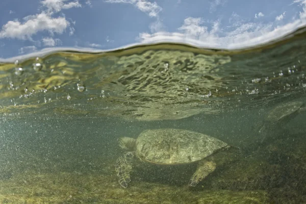 Tortuga verde bajo el agua cerca de la orilla —  Fotos de Stock