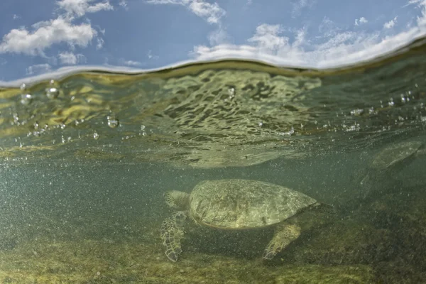 グリーン タートル水中クローズ アップ、海岸の近く — ストック写真