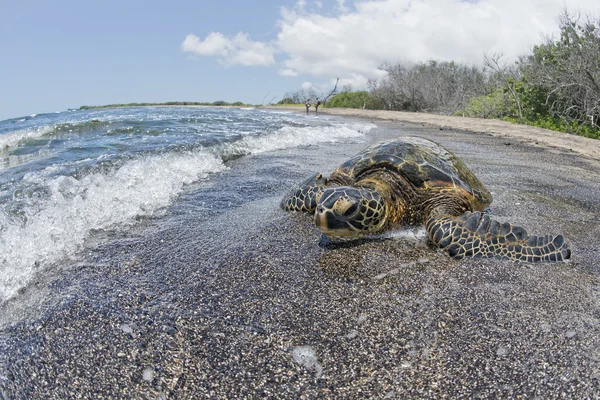 Tortue verte nageant près du rivage à Hawaï — Photo