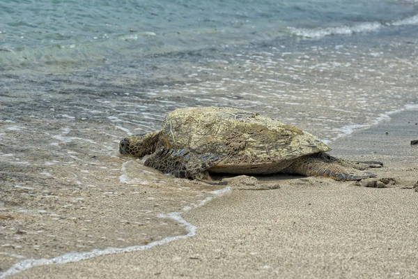 Grön havssköldpadda simma nära stranden i hawaii — Stockfoto