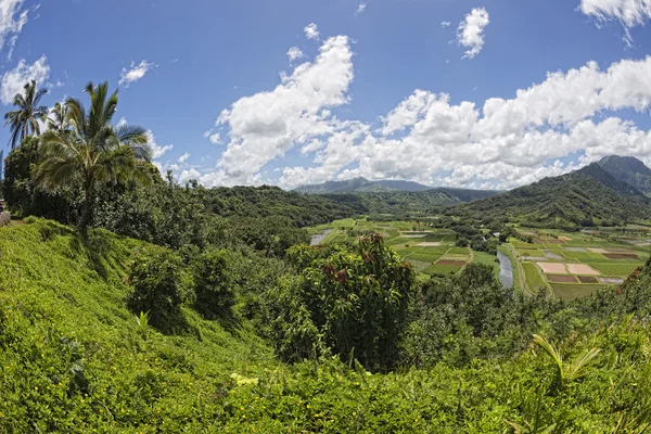 Hawaii kauai fields aerial view — Stock Photo, Image