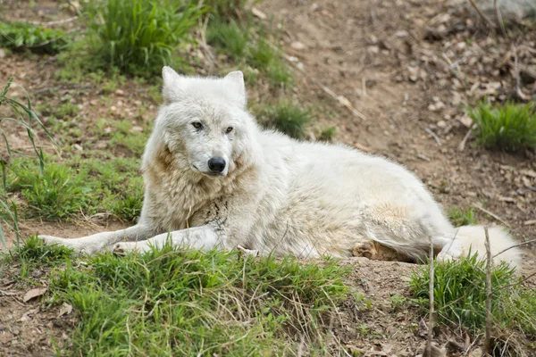 Weißer Wolf — Stockfoto