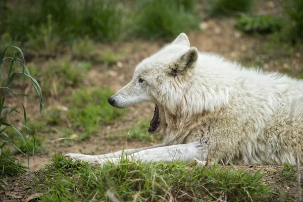 Lupo bianco — Foto Stock