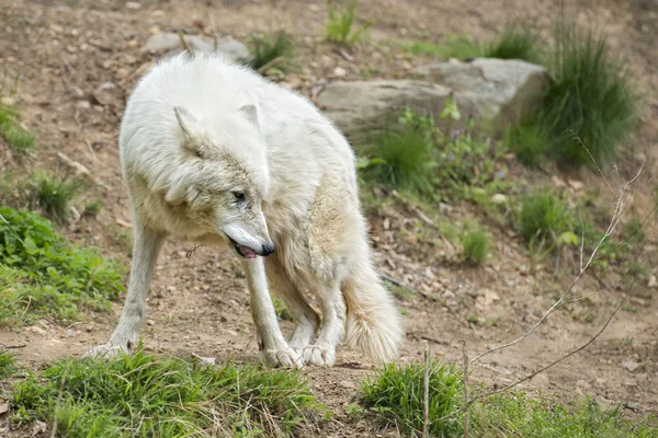 Weißer Wolf — Stockfoto