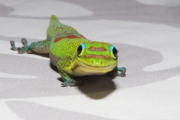 Día de polvo de oro gecko mientras te mira — Foto de Stock