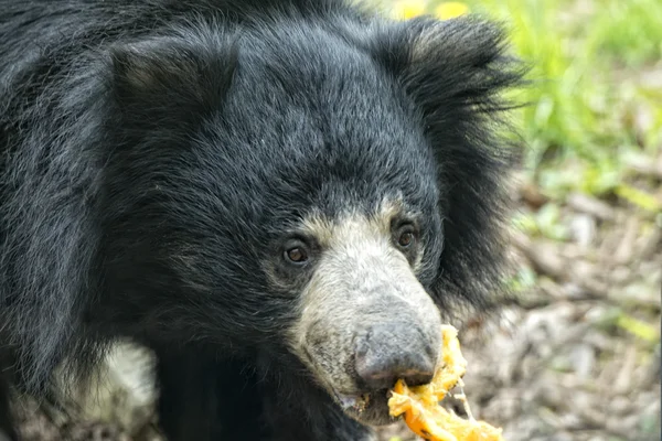 Lenistwo czarny niedźwiedź Azji — Zdjęcie stockowe
