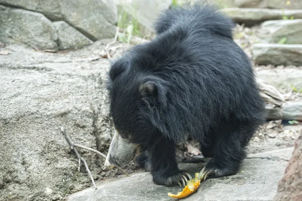 Lenistwo czarny niedźwiedź Azji — Zdjęcie stockowe