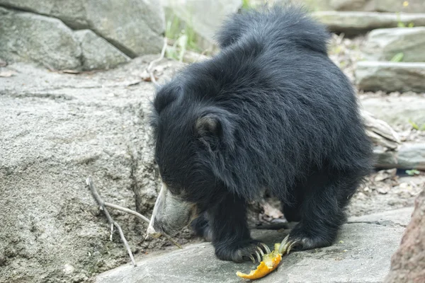 Preguiça preto asiático urso — Fotografia de Stock