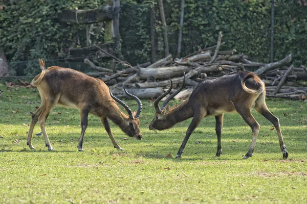 African deers while fighting — Stock Photo, Image