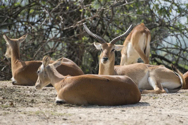 Impala portre — Stok fotoğraf