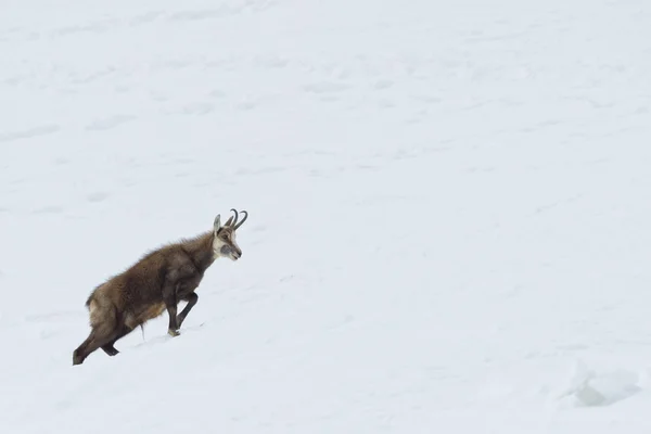 雪背景のシャモア鹿 — ストック写真