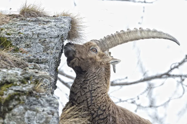 Deer ibex long horn sheep Steinbock