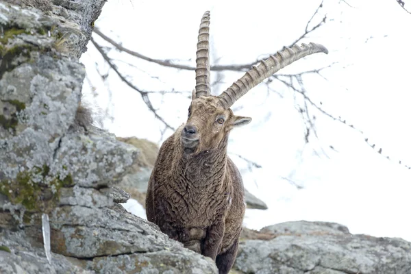 Geyik dağ keçisi uzun boynuz koyun Steinbock — Stok fotoğraf