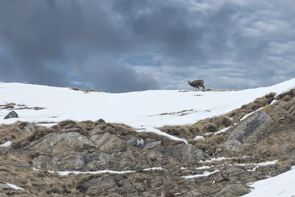 Cervo camoscio sullo sfondo delle rocce — Foto Stock