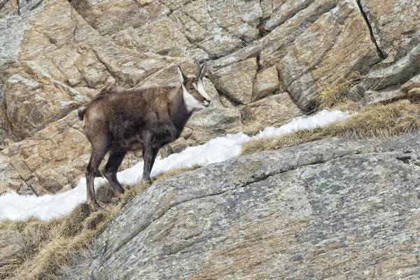 Cervo camoscio sullo sfondo delle rocce — Foto Stock