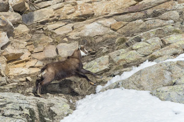 Kayalar arka planda Chamois geyik — Stok fotoğraf