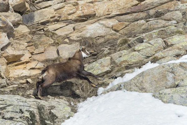 Cervo camoscio sullo sfondo delle rocce — Foto Stock