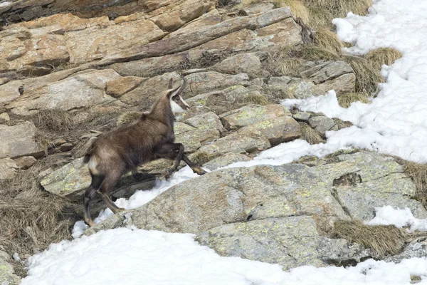 Chamois deer in the snow background — Stock Photo, Image