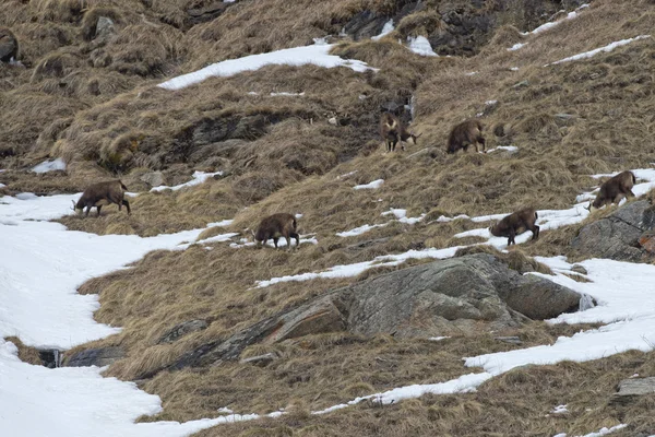 Kar arka planda Chamois geyik — Stok fotoğraf