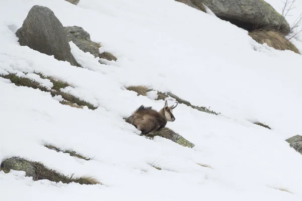 Gämsen-Hirsch im Schneehintergrund — Stockfoto