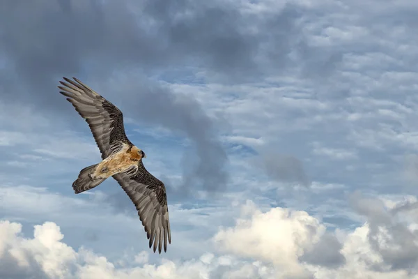 Lammergeyer ossifrage abutre buzzard — Fotografia de Stock