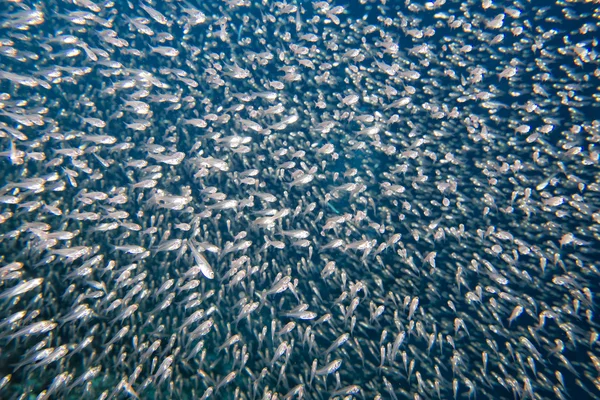 Peces de vidrio bola de cebo gigante en movimiento bajo el agua — Foto de Stock