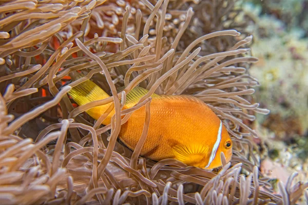 Pesce pagliaccio dentro l'anemone viola rosa — Foto Stock