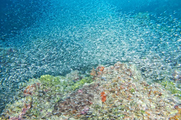 Dev yem topu su altında hareket cam/süs balıkları — Stok fotoğraf