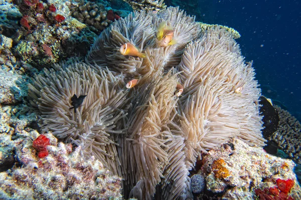 Clown fish inside pink purple anemone — Stock Photo, Image