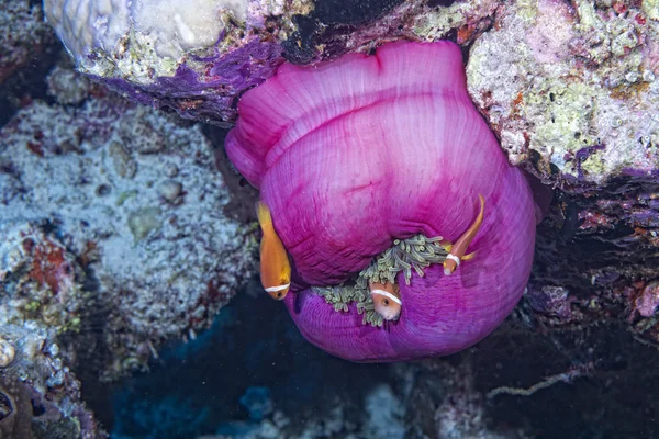 Peixe palhaço dentro de anêmona roxa rosa — Fotografia de Stock