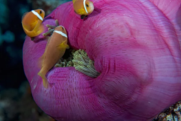 Clown fish inside pink purple anemone — Stock Photo, Image