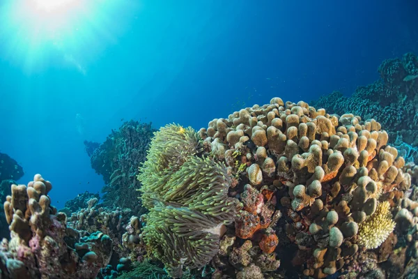 色鮮やかなサンゴ礁の水中でのダイビング — ストック写真