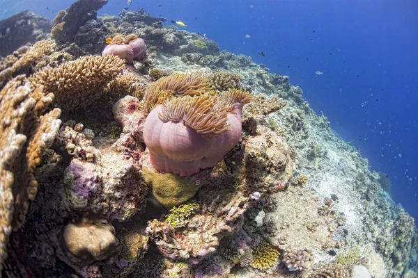 Dykning i färgglada rev under vattnet — Stockfoto