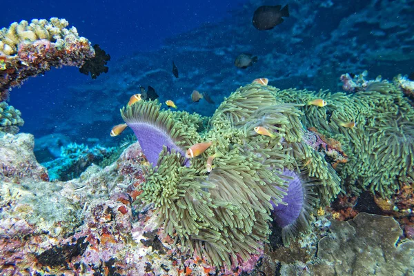 Poisson clown à l'intérieur anémone pourpre rose — Photo