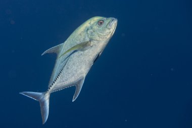 Dev trevally balıklı caranx