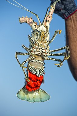 balıkçı teknesi içinde kırmızı yumurta ile taze ıstakoz