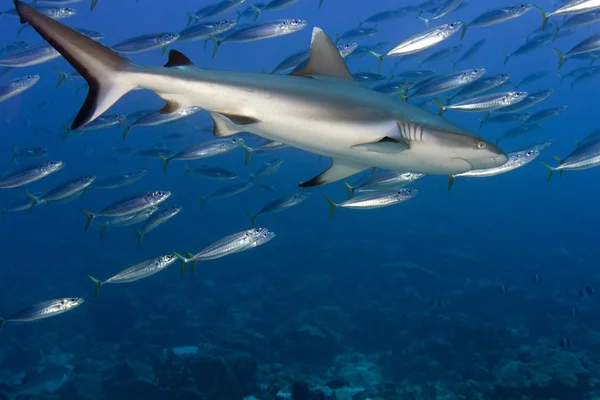 Mâchoires de requin gris prêtes à attaquer portrait de près sous l'eau — Photo